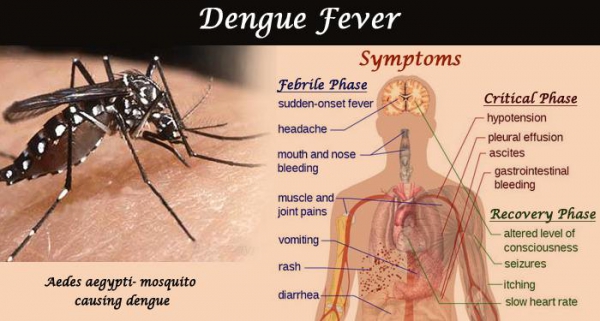 Dengue Fever (डेंगू बुखार)