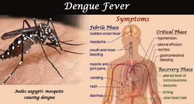 Dengue Fever (डेंगू बुखार)